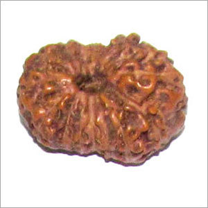 Natural 14 Mukhi Rudraksha