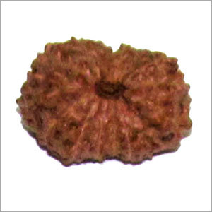 Natural 15 Mukhi Rudraksha