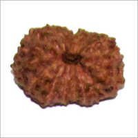 Natural 15 Mukhi Rudraksha
