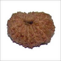 Natural 17-mukhi Rudraksha