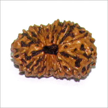 Natural 16 Mukhi Rudraksha Natural 16 Mukhi Rudraksha