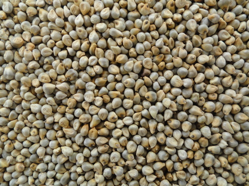 Bajra Seeds