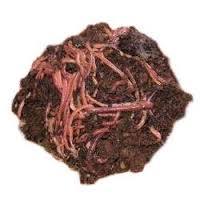 VERMICOMPOST