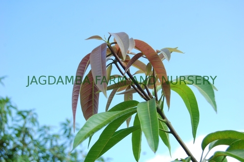 Kesar Mango Grafts
