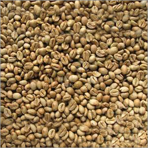 Robusta