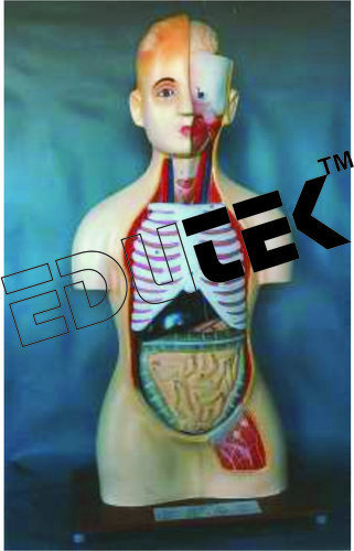 Human Anatomical Models