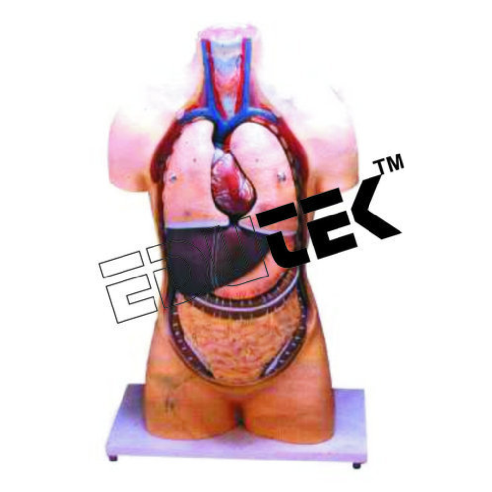 Humann Torso Without Head