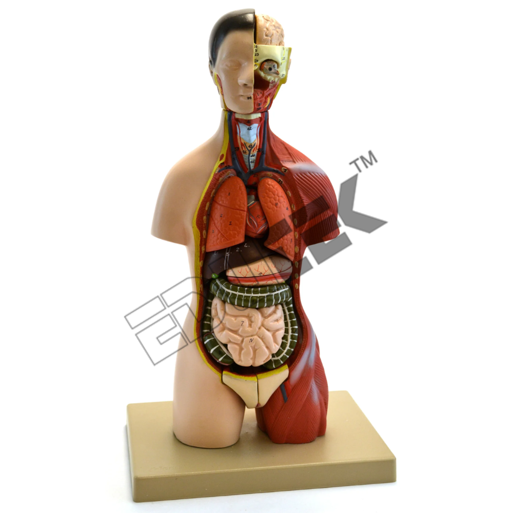 Human Torso with Head Half Size