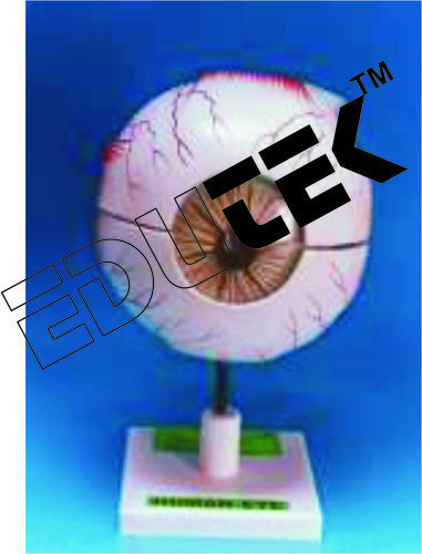 Human Eye Demonstration Model