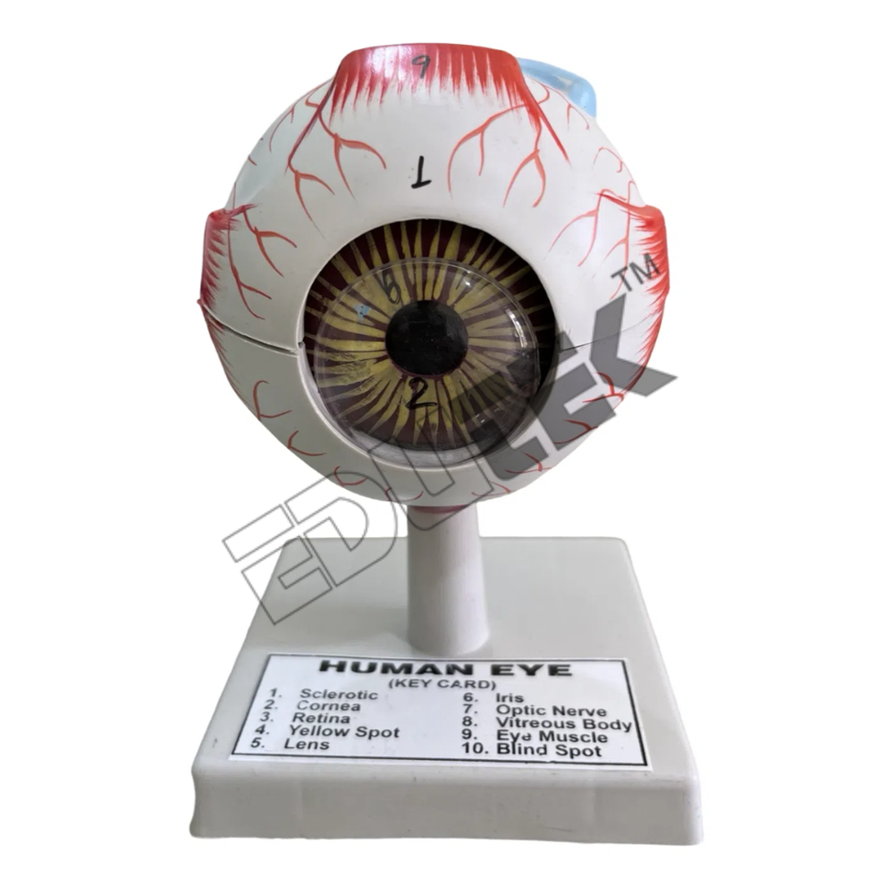 Human Eye Model - 7-part Anatomical Structure, Removable Components With Stand And Key Card