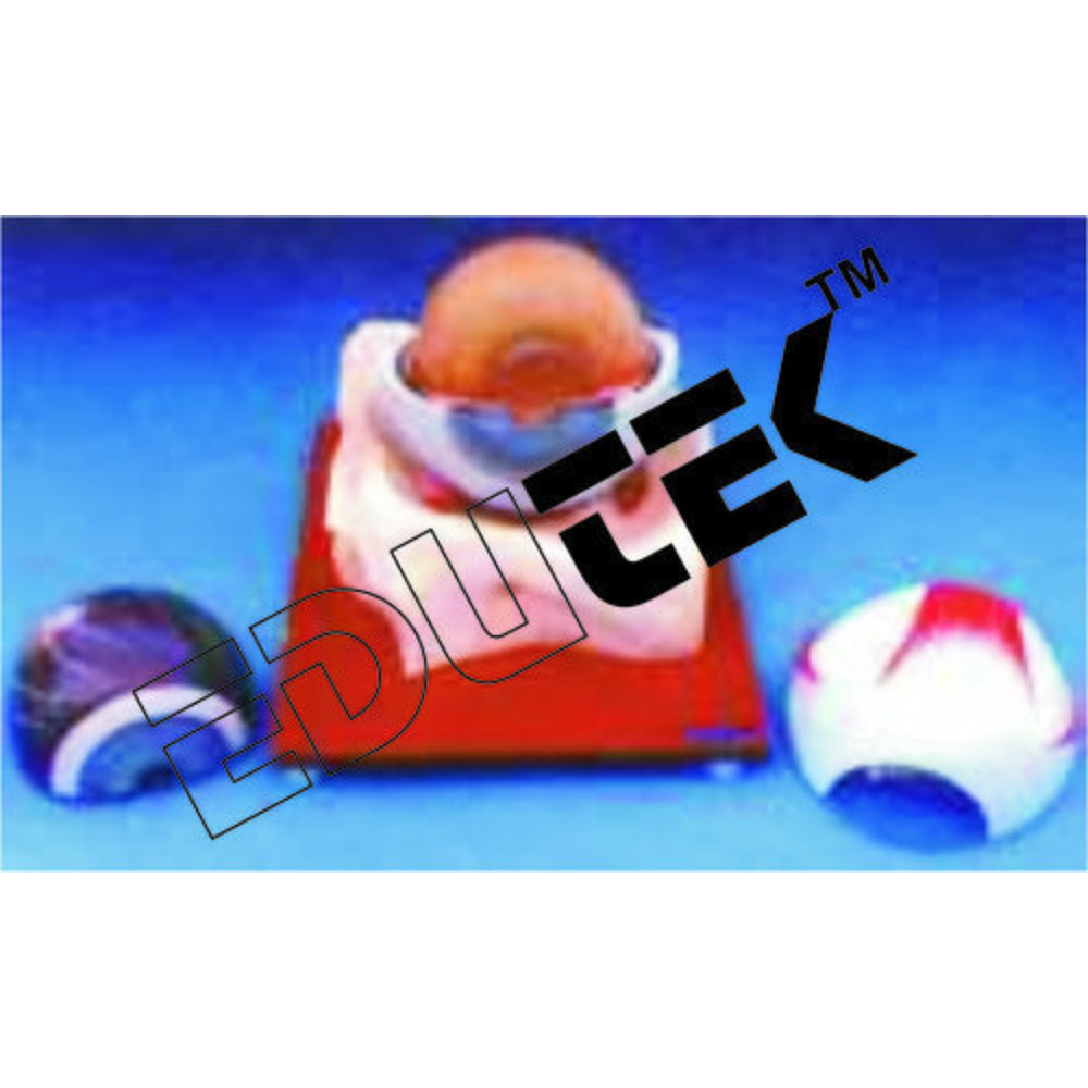 Eye Model on Bony Base - Plastic Construction, 5x Enlarged Horizontal Section Model with 7 Dissectible Parts for Teaching Demonstrations