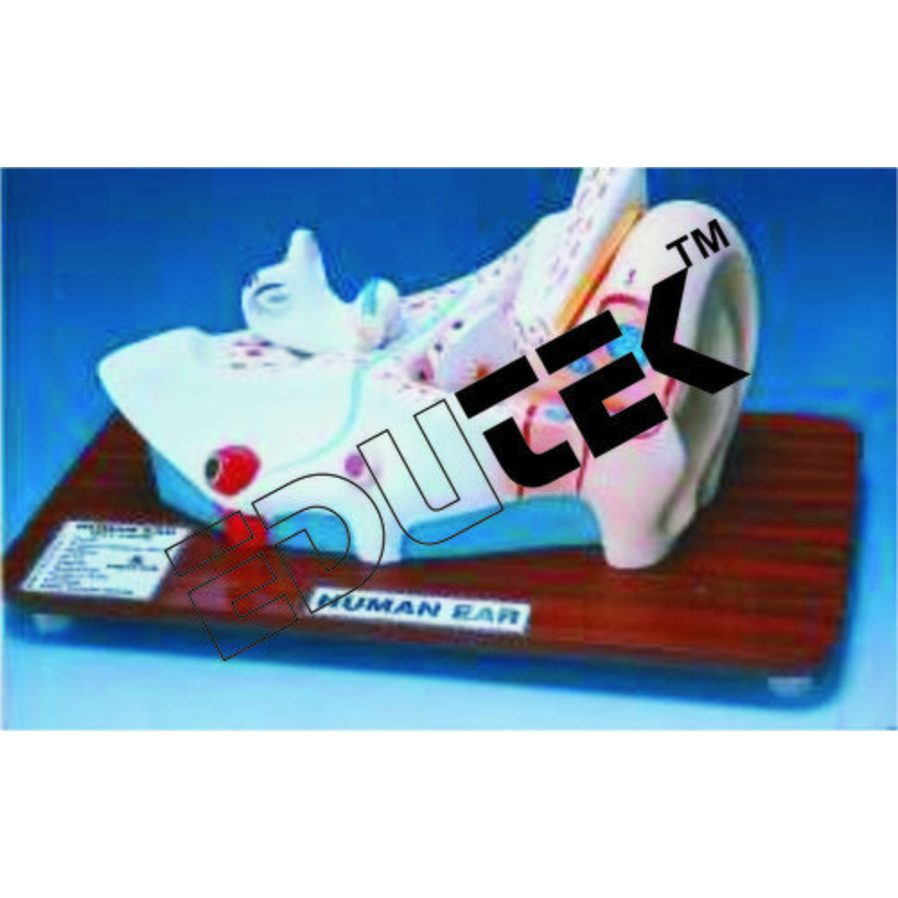 Human Ear Models - High-Quality Silicone | Realistic Design, Anatomically Accurate, Educational Tool