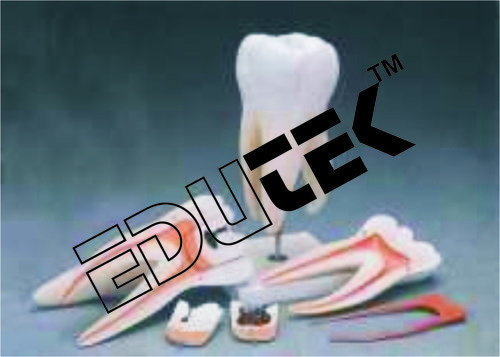 Human Tooth Models