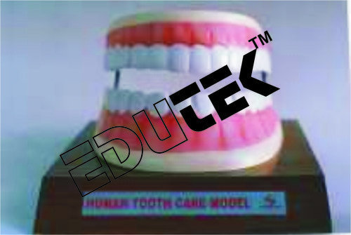 Dental Care Model