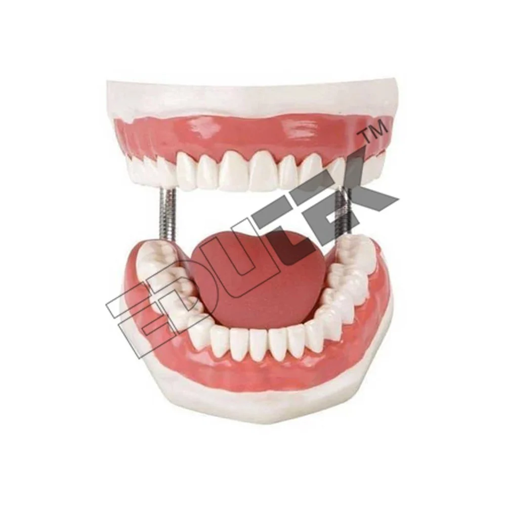 Dental Care Model - High-Quality Plastic, Standard Size Dimensions | Realistic Human Tooth Care Model, Designed for Dental Education and Training