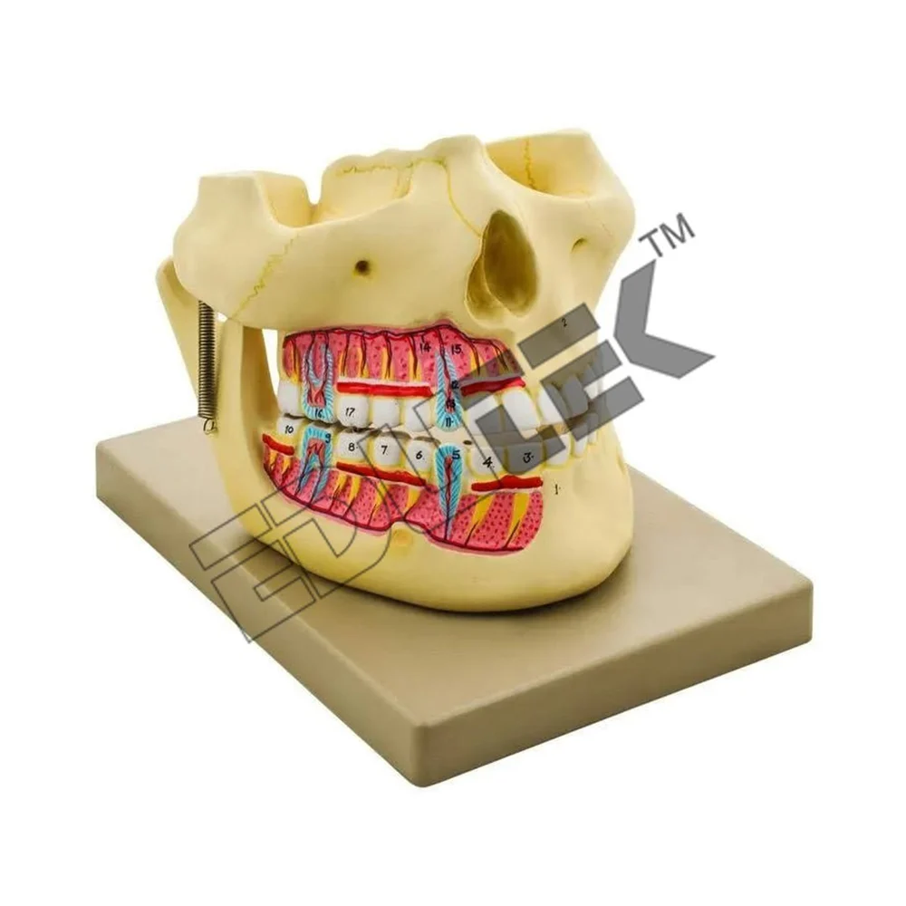 PVC Human Upper and Lower Jaw