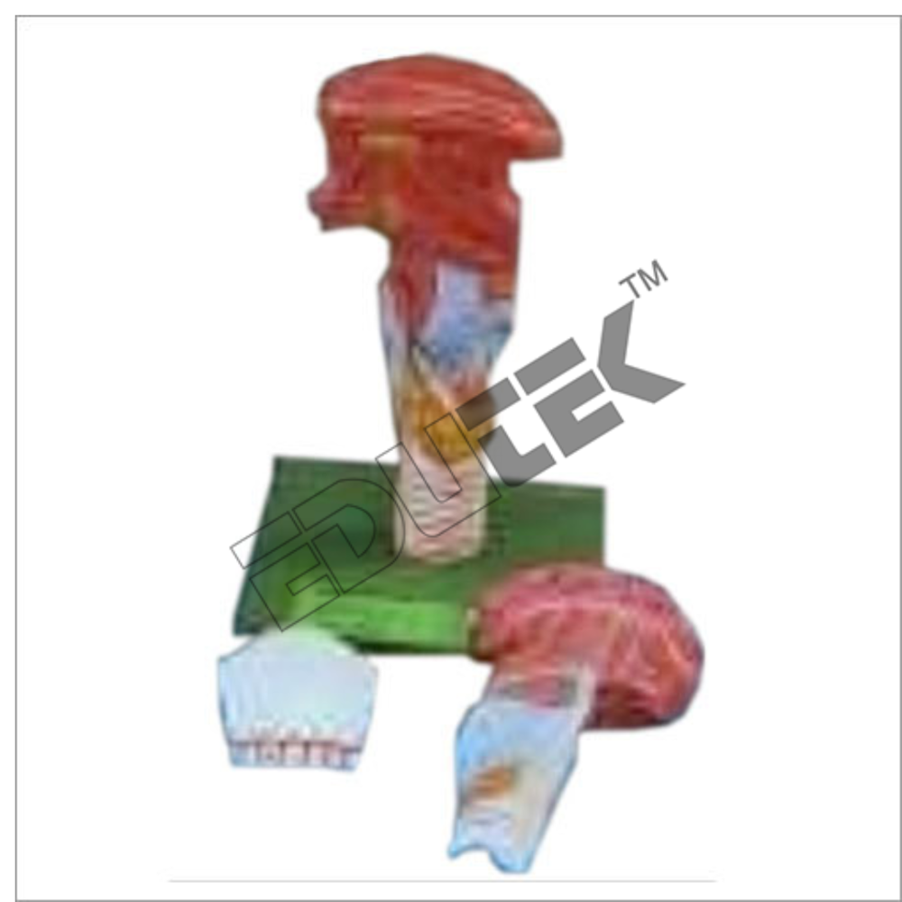 Human Teeth with Tongue - Plastic, Dissectable 2-Part Model with Detachable Lower Jaw on Base , Educational Tool for Oral Anatomy Teaching