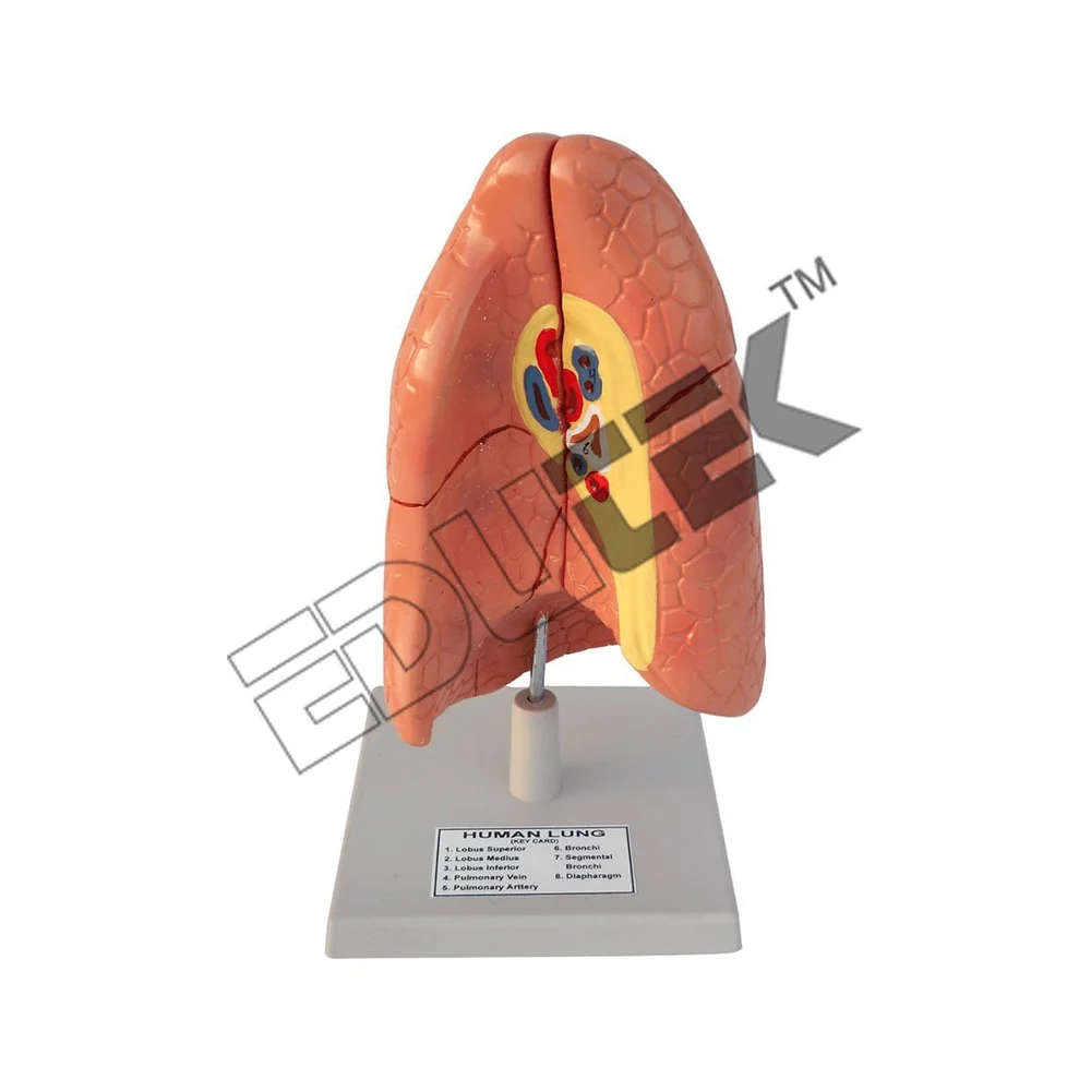 Human Lung - Automation Grade: Manual