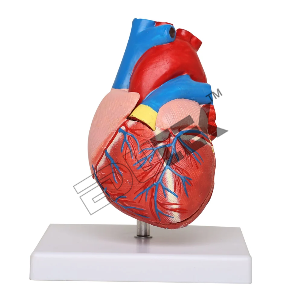 Human Heart Model - Durable Plastic, 3X Enlarged, Dissectable into 4 Parts , Anatomical Representation with Key Card for Teaching & Demonstration