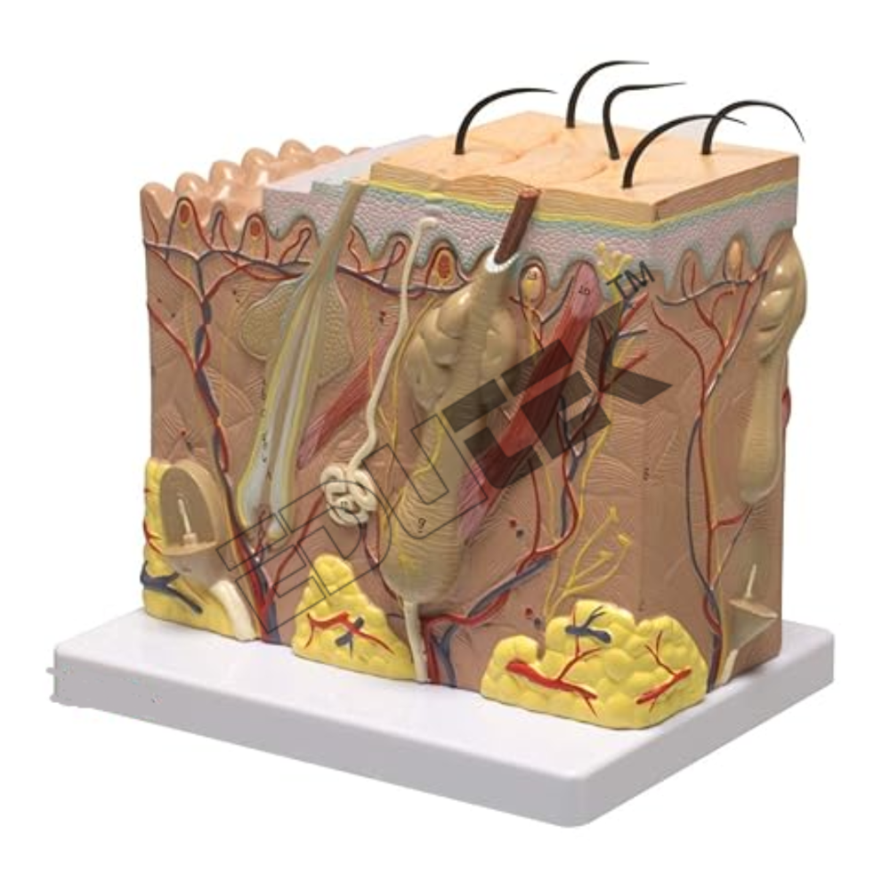 Human Skin Anatomical Models