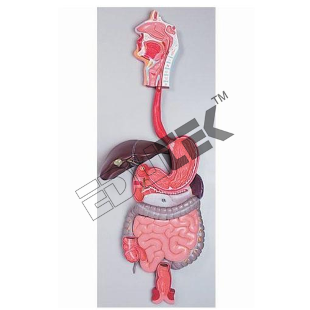 Human Digestive System Model - Detailed Representation of Digestive Organs , Removable Traverse Colon and Key Card Included