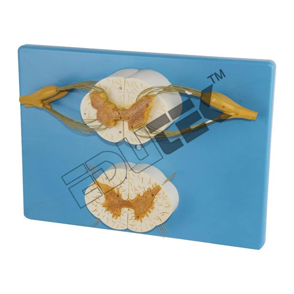 Human Spinal Cord Model - 10x Enlarged with Nerve Branches, Includes Key Card for Anatomical Reference