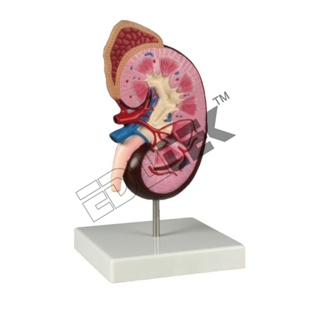 Human Kidney