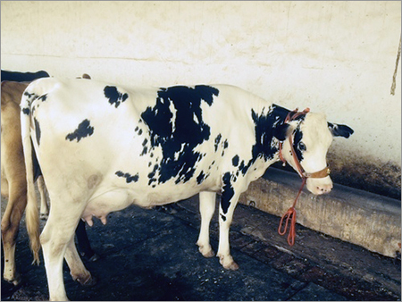 Dairy HF COW
