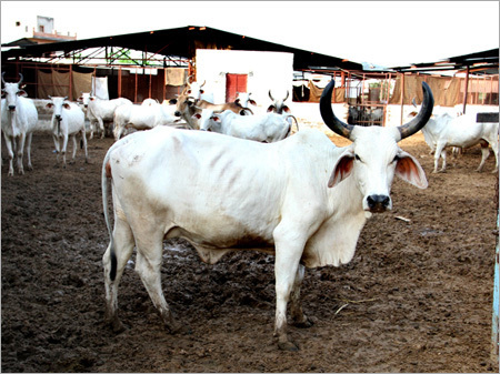 Haryana Dairy Farm Cow