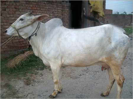 Haryana Cow