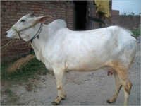 Haryana Cattle Breed