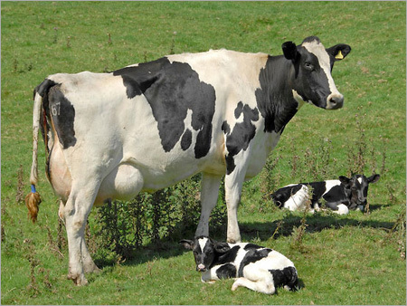 Holstein Friesian Cows