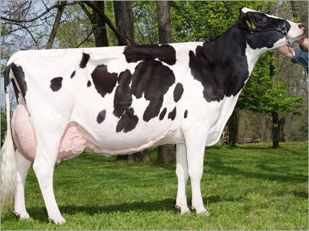 Dairy Holstein Friesian Cows