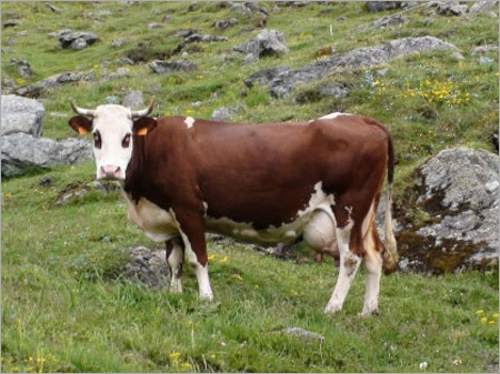 Swiss cattle Cow