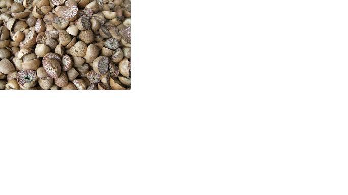 Betel Nuts
