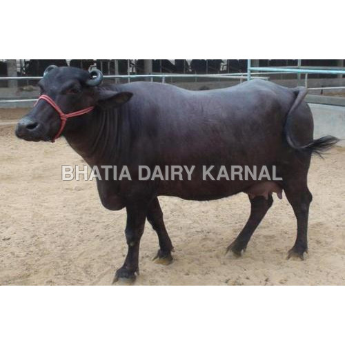 Dairy Farm Murrah Buffalo