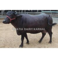 Dairy Farm Murrah Buffalo