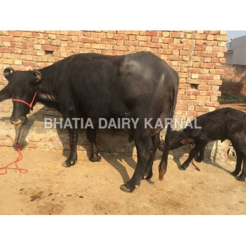 Murrah Buffalo - Black Color | Ideal for Dairy Farm Commercial Uses