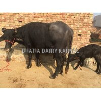 Dairy Murrah Buffalo