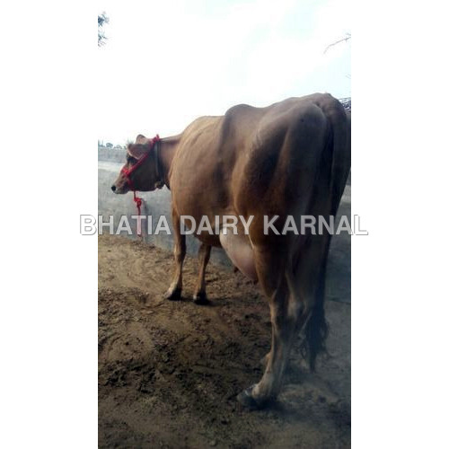 Indian Jersey Cow