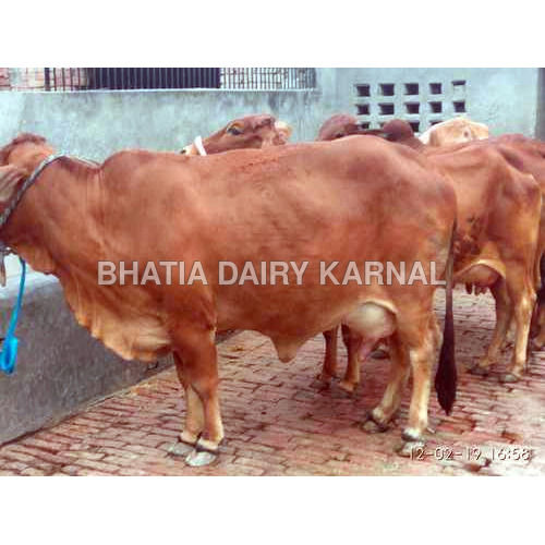 Brown Sahiwal Cow