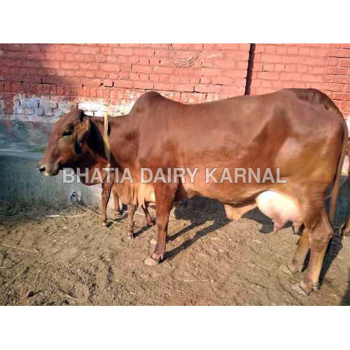 Sahiwal Cow - Brown Color, Ideal for Dairy Farming | High Yield Dairy Breed