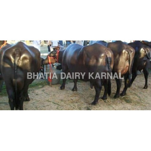 Murrah Buffalo - Premium Dairy Breed, Black Color | Ideal for Dairy Farms