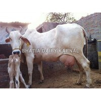 Haryana Cow