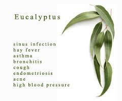 Eucalyptus Oil - Raw Material: Leaves