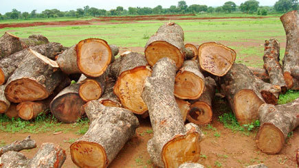 Subabul Wood Timber Logs