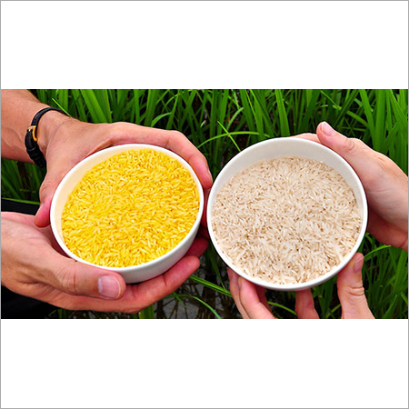 Golden Basmati Rice - Organic Long Grain, Rich Golden Color, Non-Sticky After Cooking, Superior Taste, Hygienic Packaging, Ideal for Pulao and Biryani