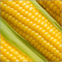 Yellow Maize