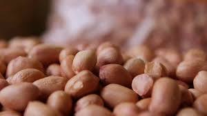 BUTTERY ROASTER PEANUT EXPORTER