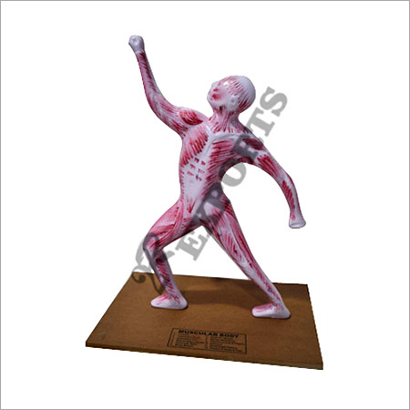 Muscular System Model